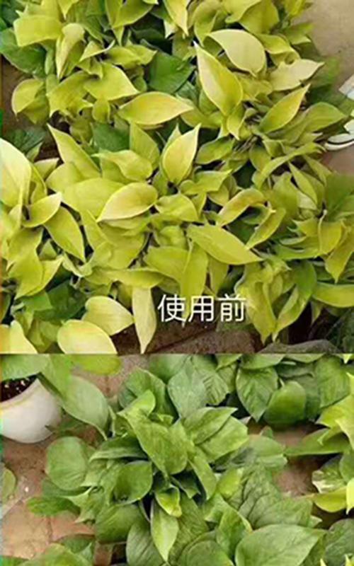 蔬菜黄叶病的最佳防治方法（从药物防治、生物防治、农艺管理三方面入手）