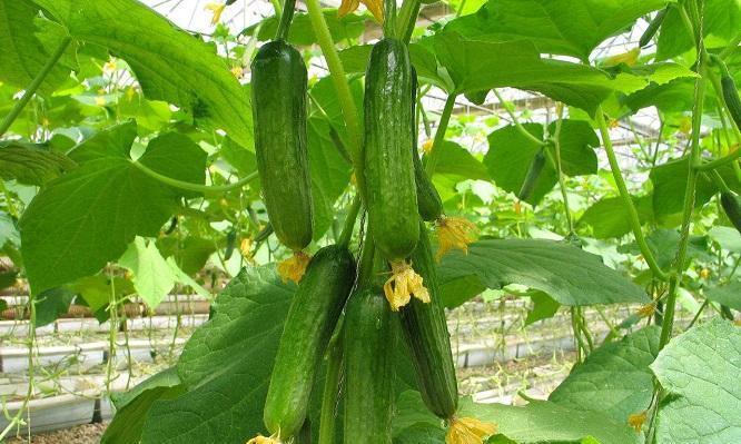 蔬菜种植时间大全（种植季节指南）