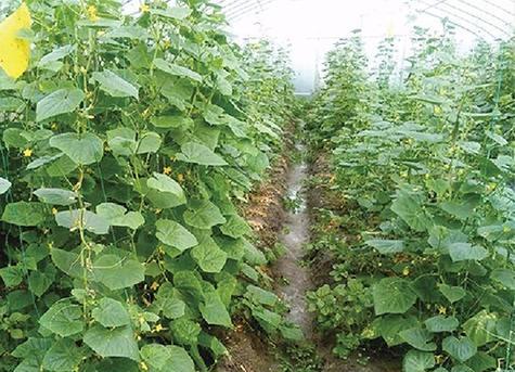 蔬菜种植必备——肥料选择（选择正确的肥料）