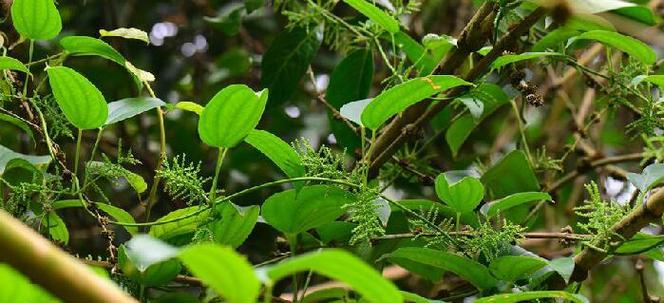 探究薯科植物的生命之谜（从文化历史到营养学）