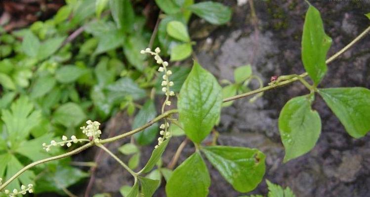 探秘薯蓣科植物的奥秘（从分类到药用）