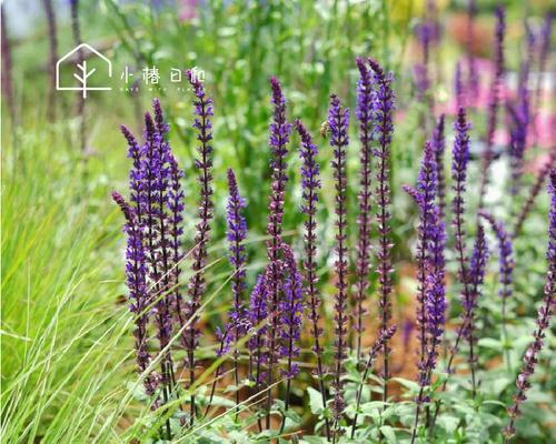 了解鼠尾草的花期——探秘芳香植物的生长周期（揭示鼠尾草开花时间的秘密）