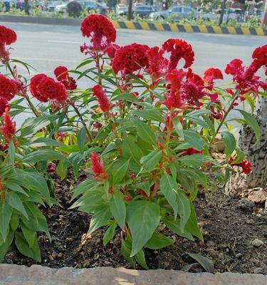 属鸡种植物的选择与养护（探究属鸡种植物特点）