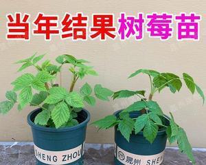 树莓的盆栽养护详解（如何在家中种植健康的树莓）