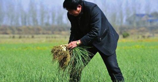 藠头种植与管理技术（从选地到收获）