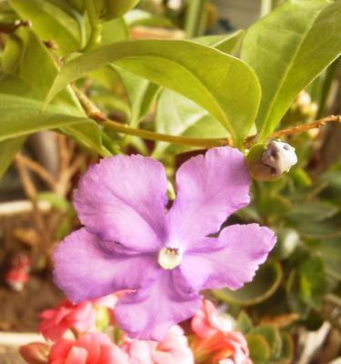 双色茉莉花期解析（盛开时间、适宜地点、品种特点全揭秘）