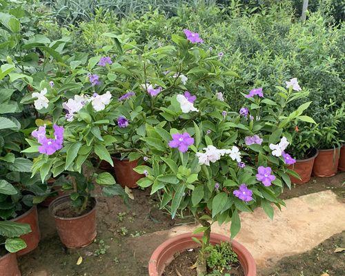 双色茉莉花期解析（盛开时间、适宜地点、品种特点全揭秘）