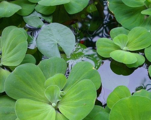 水草开花的意义与寓意（探寻水草开花背后的奥秘）