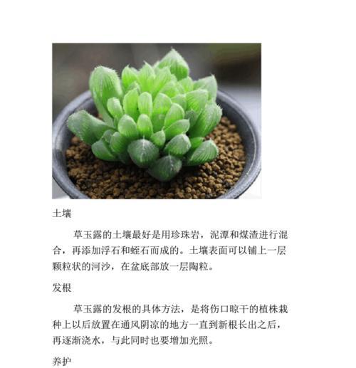 水草绿菊的养殖方法（如何选择水草绿菊的基质）