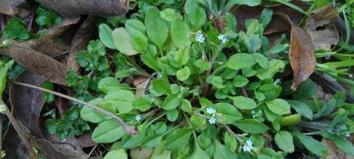 探究水产植物的种类及应用（从生态、营养到医学）