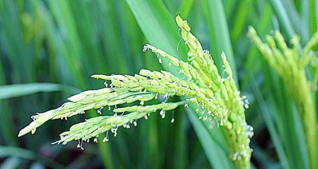 水稻开花时间及影响因素（种植季节）