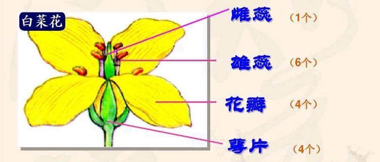 水稻的雌雄异体制与生殖方式（单性花还是双性花）