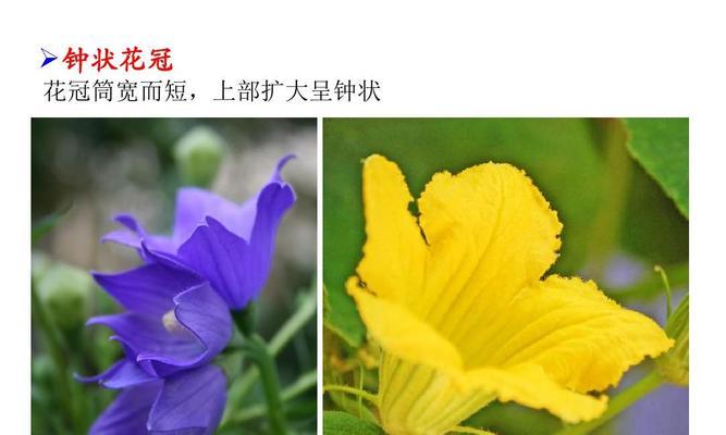 水稻的花序类型——圆锥花序类型（探索水稻的花序类型及其特点）