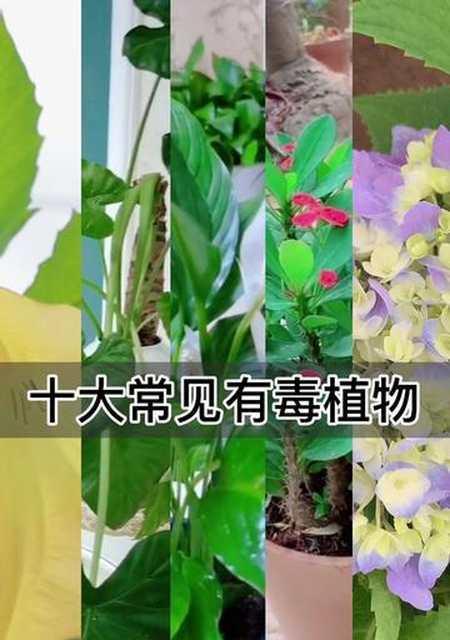 水观音花的毒性分析（了解水观音花是否有毒）