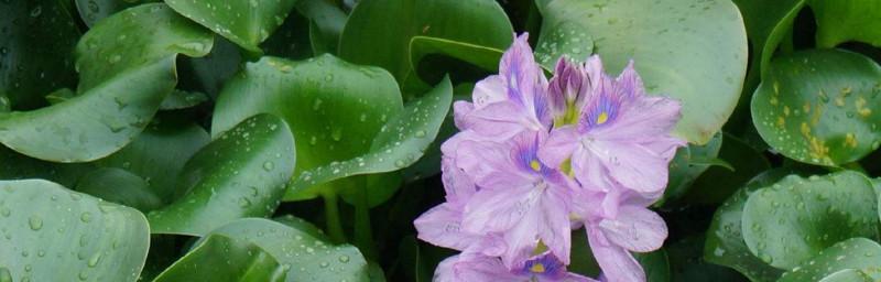 水葫芦开花之谜（探索水中奇迹的神秘花朵）