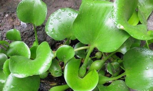 水葫芦的种植技巧（从土壤选择到养护技巧）