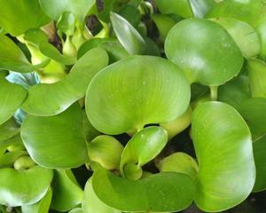 水葫芦的种植技巧（从土壤选择到养护技巧）