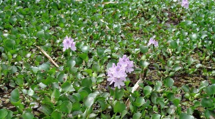 水葫芦的开花时间和花期（水葫芦的生长习性和繁殖方式）