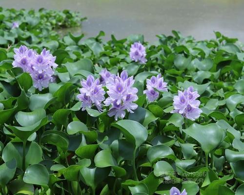 水葫芦的开花时间和花期（水葫芦的生长习性和繁殖方式）