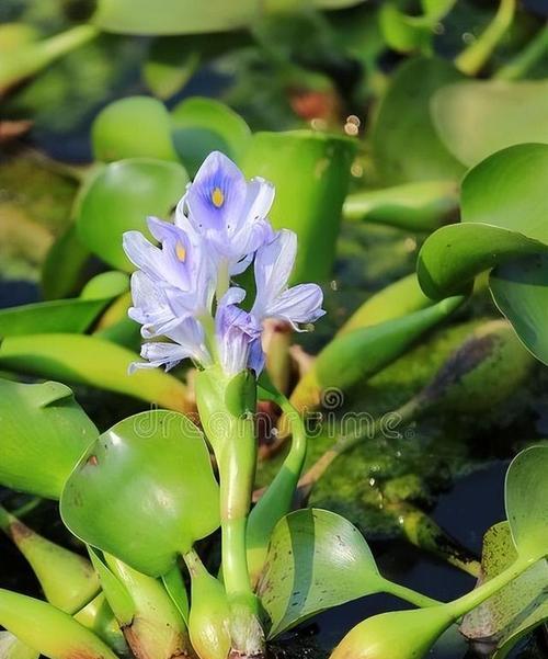 水葫芦（了解水葫芦的根系及其生态功能）