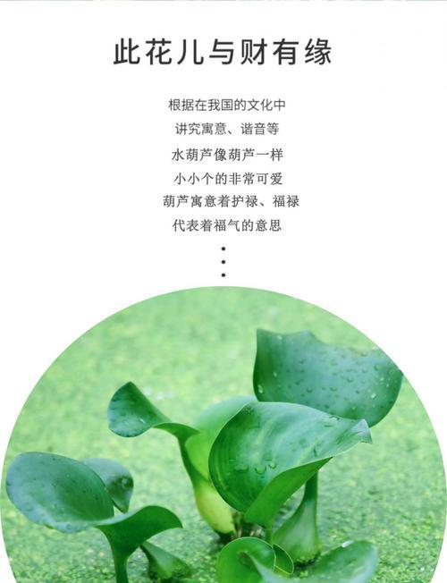 水葫芦的种类和特点（探究水葫芦的分类）