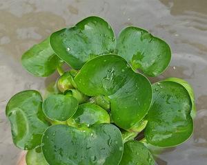 水葫芦的室内养殖（毒性分析及适合养殖环境）