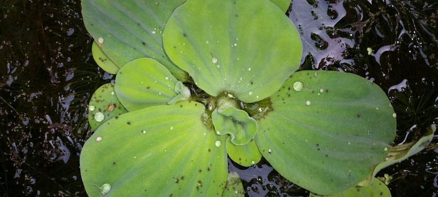 水中常见的植物有哪些（探索水里的神秘植物王国）