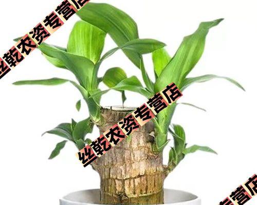 巴西木的种植与养护技巧（如何在土里种植巴西木）