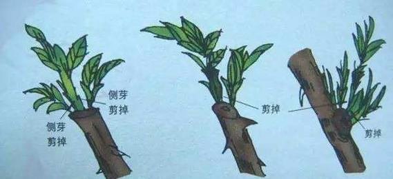 巧学巴西木剪枝修剪方法（全面解析巴西木修剪方法）