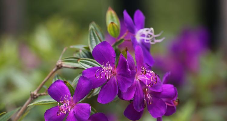 巴西野牡丹（探秘巴西野牡丹的种植秘籍）