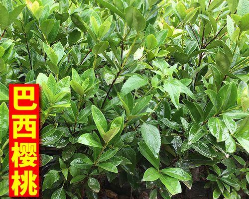 巴西樱桃树的种植及管理指南（适合什么地方种植）