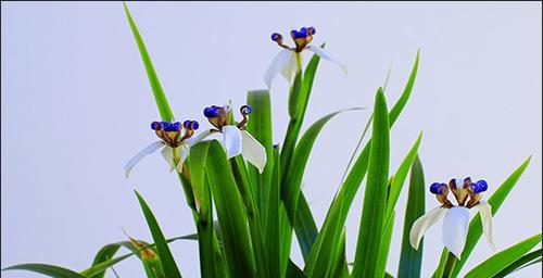 巴西鸢尾兰开花次数及开花期（掌握开花规律）