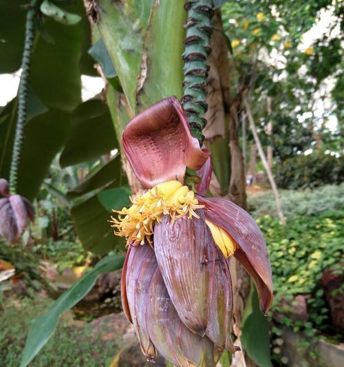 芭蕉的成熟过程（从花朵到成熟需要的时间和条件）