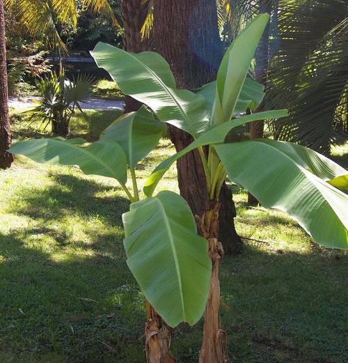 芭蕉开花时间研究（揭秘芭蕉开花规律）