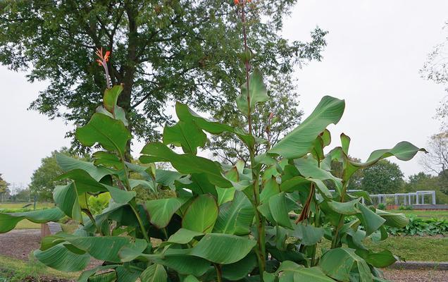 芭蕉开花时间研究（揭秘芭蕉开花规律）