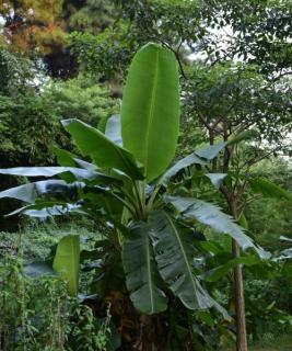 探秘芭蕉树叶的形状与特点（探索芭蕉树叶的奥秘）