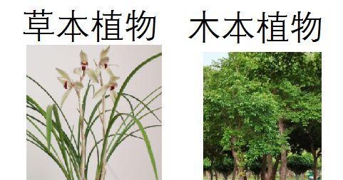 芭蕉树到底是草本还是木本（探讨芭蕉树的植物学特征与分类）