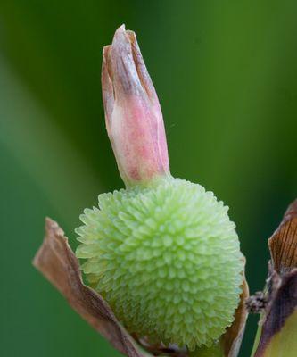 芭蕉果实是否有籽（芭蕉果实中的籽是否可食用）