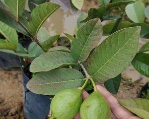 如何种植芭乐的籽（用芭乐的籽在家里种植新的芭乐树）