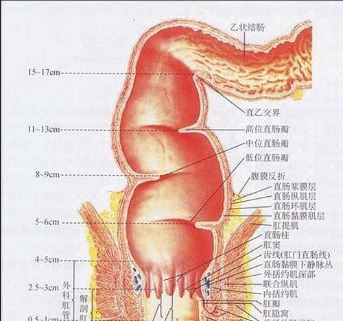 霸王鞭的繁殖与扦插技巧（如何让霸王鞭生长更加旺盛）