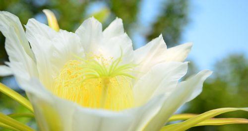 霸王花的样子与特点剖析（探秘霸王花的魅力与危险）