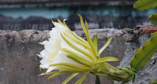 霸王花是什么菜（探究神奇的野菜——霸王花）