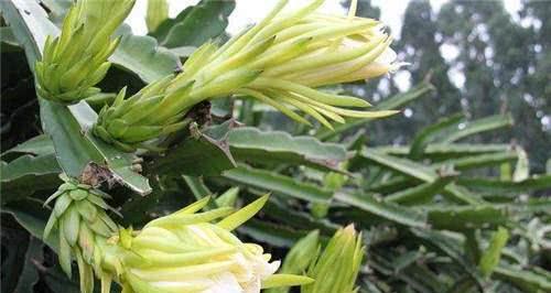 霸王花是什么菜（探究神奇的野菜——霸王花）