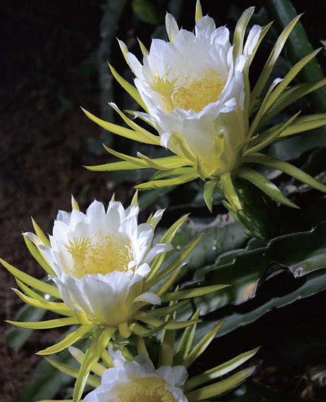 探秘霸王花（霸王花的起源）