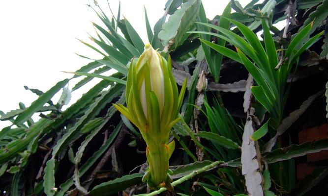 霸王花的花期特点（一年开花几次）