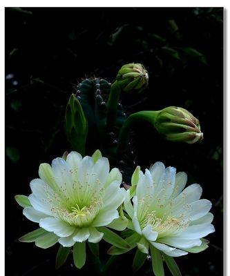 霸王花的花期特点（一年开花几次）