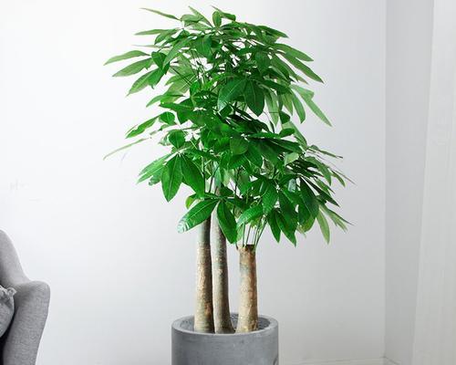 迎接好运的小秘方——吧台植物（迎接好运的小秘方——吧台植物）