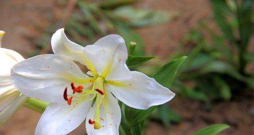 白百何和花的含义（探究白百何和花的深层意义）