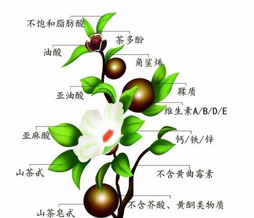 白扁豆种植全攻略（时间、方法、技巧）