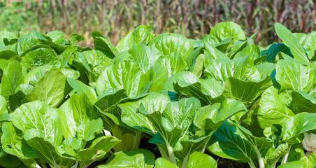 白菜的植物学特征及分类探究（草本植物中的白菜及其亲属植物）